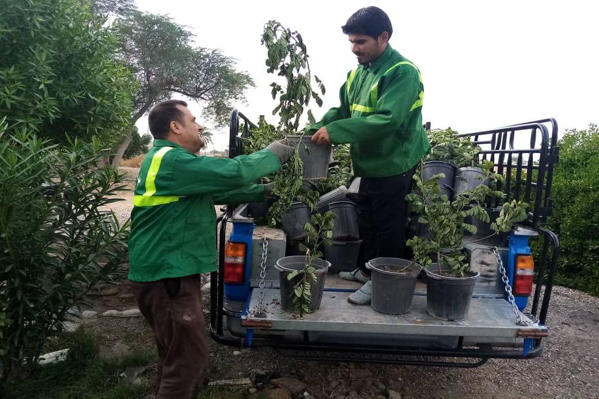 ۱۰ هزار نهال در شادگان کاشته می‌شود