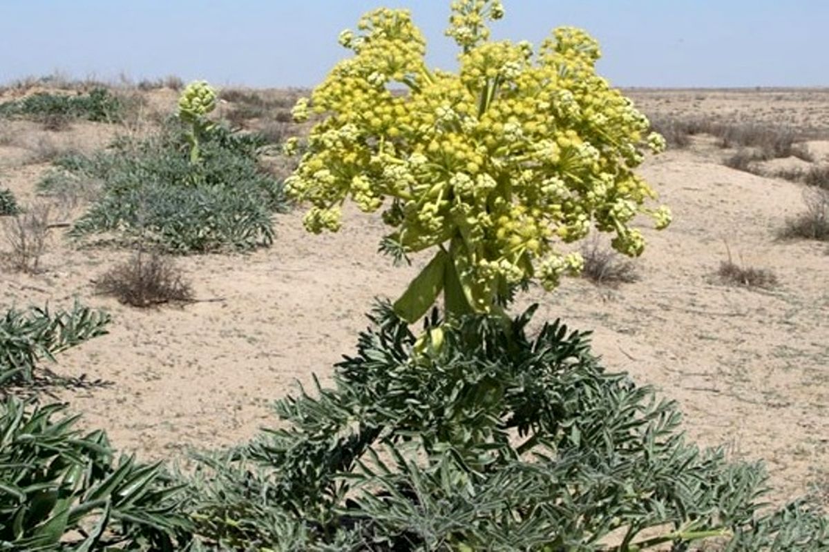 دستگیری سارقان آنغوزه در شهربابک