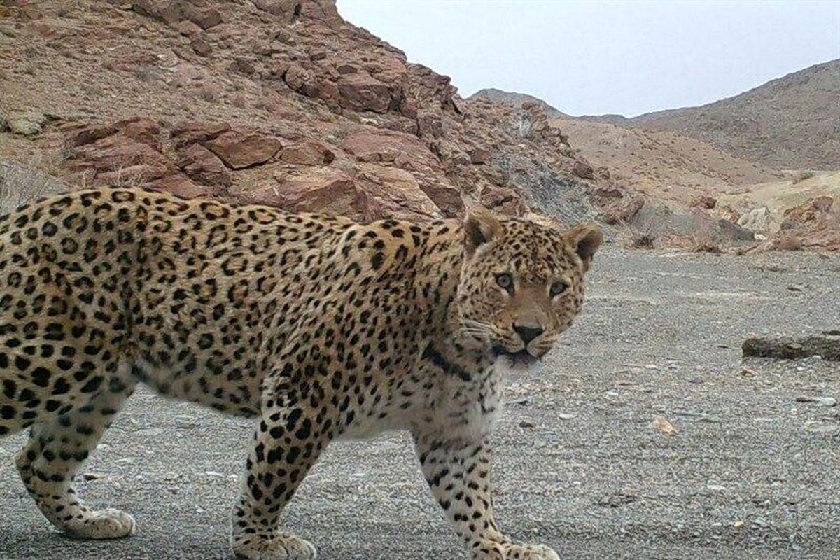 ثبت تصویر پلنگ ایرانی در منطقه حفاظت شده سفید‎کوه خرم‎آباد