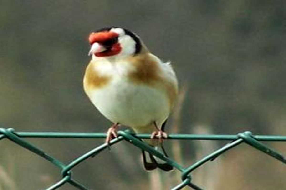 کشف ۳۰۱ قطعه سهره طلایی در آستارا