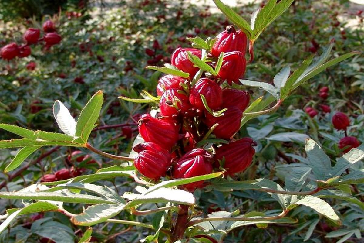 برداشت چای ترش درسیستان وبلوچستان آغازشد