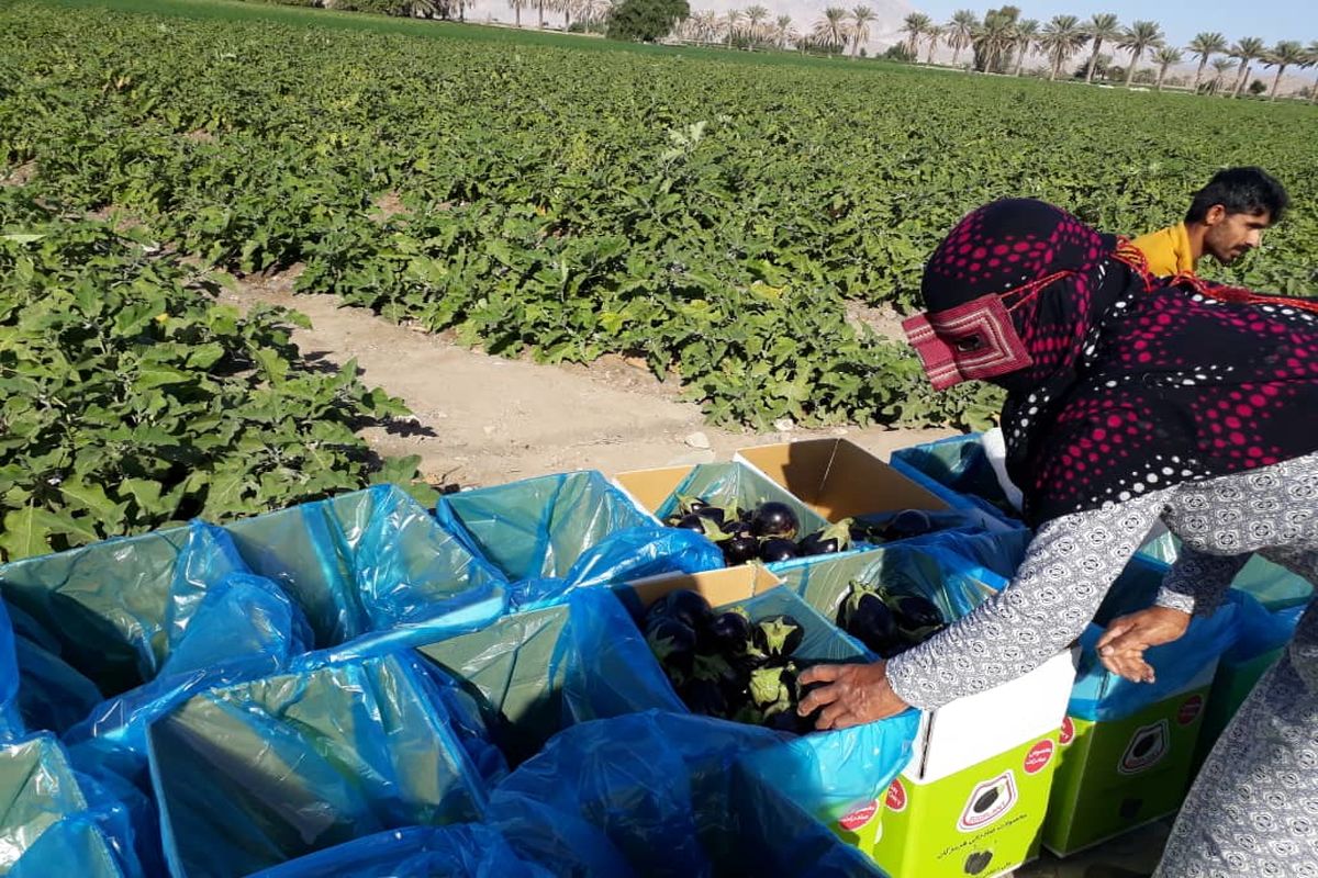 آغاز برداشت بادمجان در میناب/پیش بینی تولید ۱۸۰ هزار تن محصول