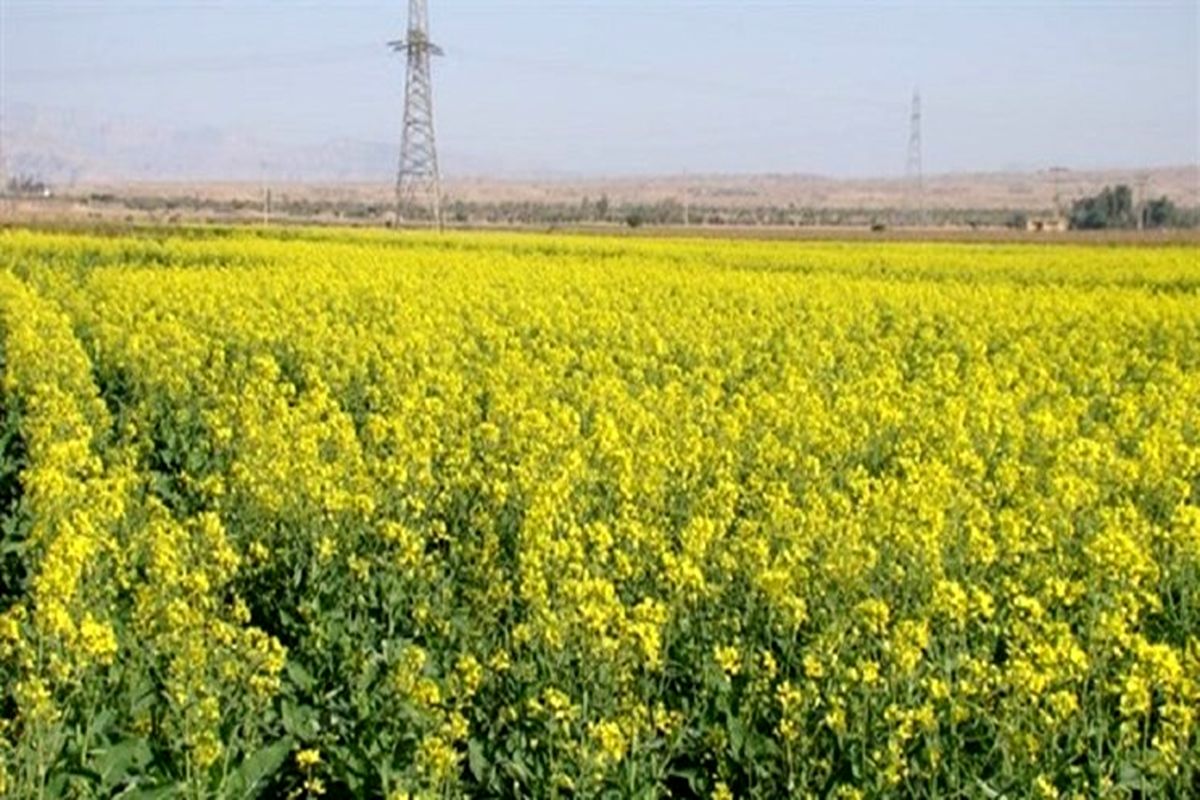 برداشت دانه روغنی کلزا در سیستان و بلوچستان آغاز  شد