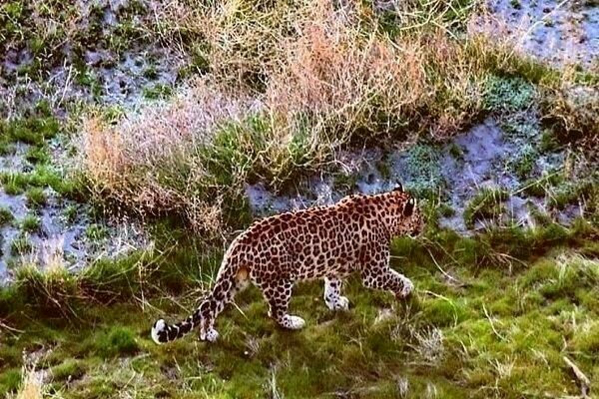 ثبت تصویر پلنگ ایرانی در جزیره اشک دریاچه ارومیه