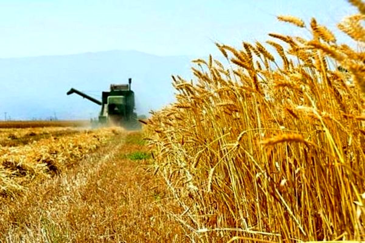 آغاز برداشت گندم و جو در شهرستان مُهر