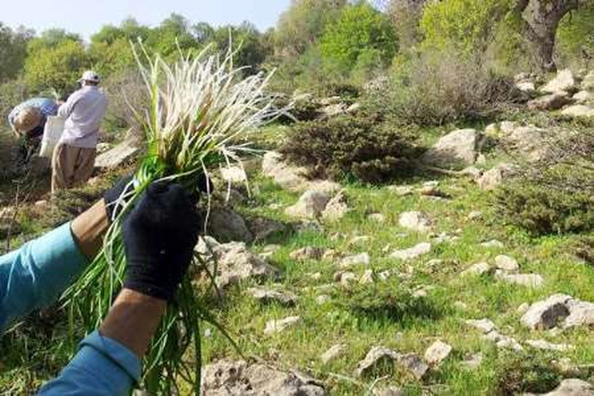 کشف ۱۰۰ کیلوگرم انواع گیاهان دارویی در بدره