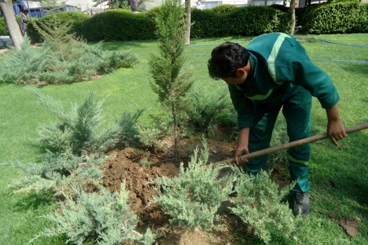 کاشت ۵۳۰۰ اصله نهال در گرگان