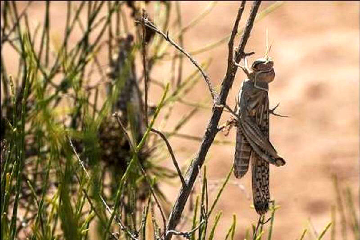 هجوم ملخ‌ها به ایران