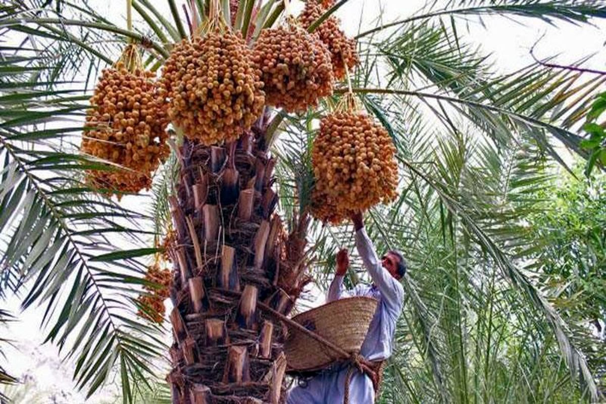 ۵هزار تن خرمای نخل‌داران استان بوشهر روی دست نخلداران و تجار مانده است