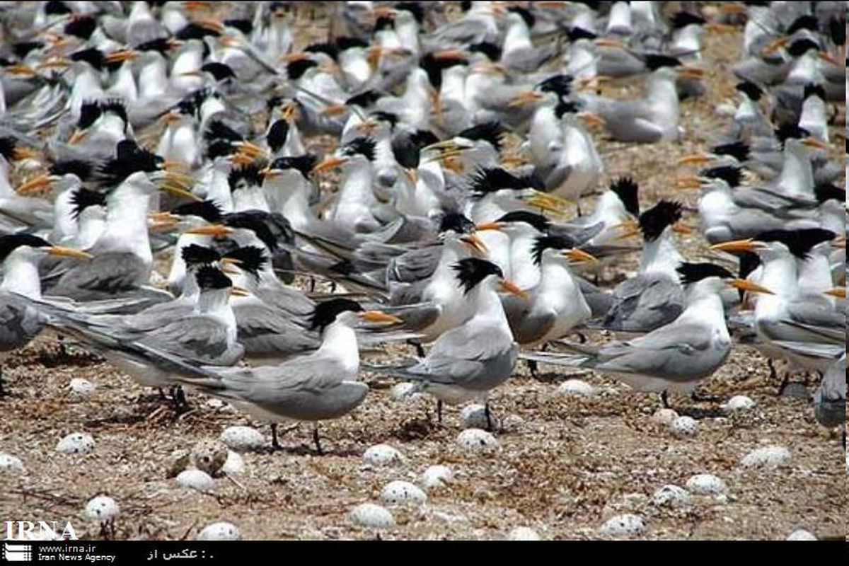 «جزایر پرندگان» را در تلویزیون جستجو کنید