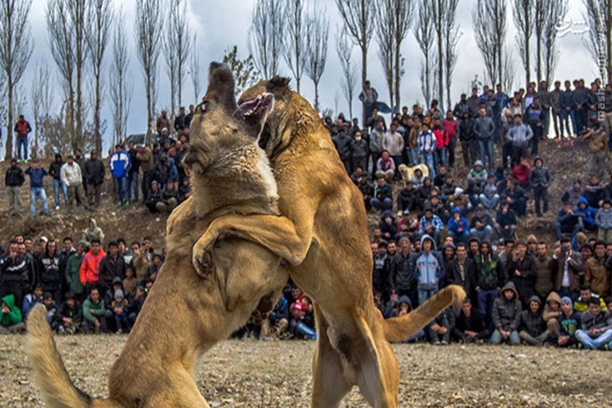 زندگی سگی؛ روایت دردناک جنگ اندازی حیوانات برای قمار!