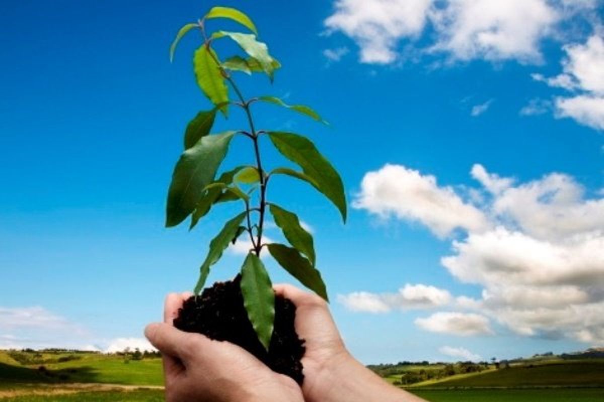 ۵ هزار اصله نهال در سیستان و بلوچستان توزیع می شود