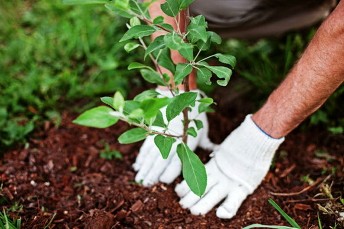 کاشت گونه درختان متناسب با شرایط محیطی هر منطقه/ تربیت همیار طبیعت در راستای توجه به محیط زیست