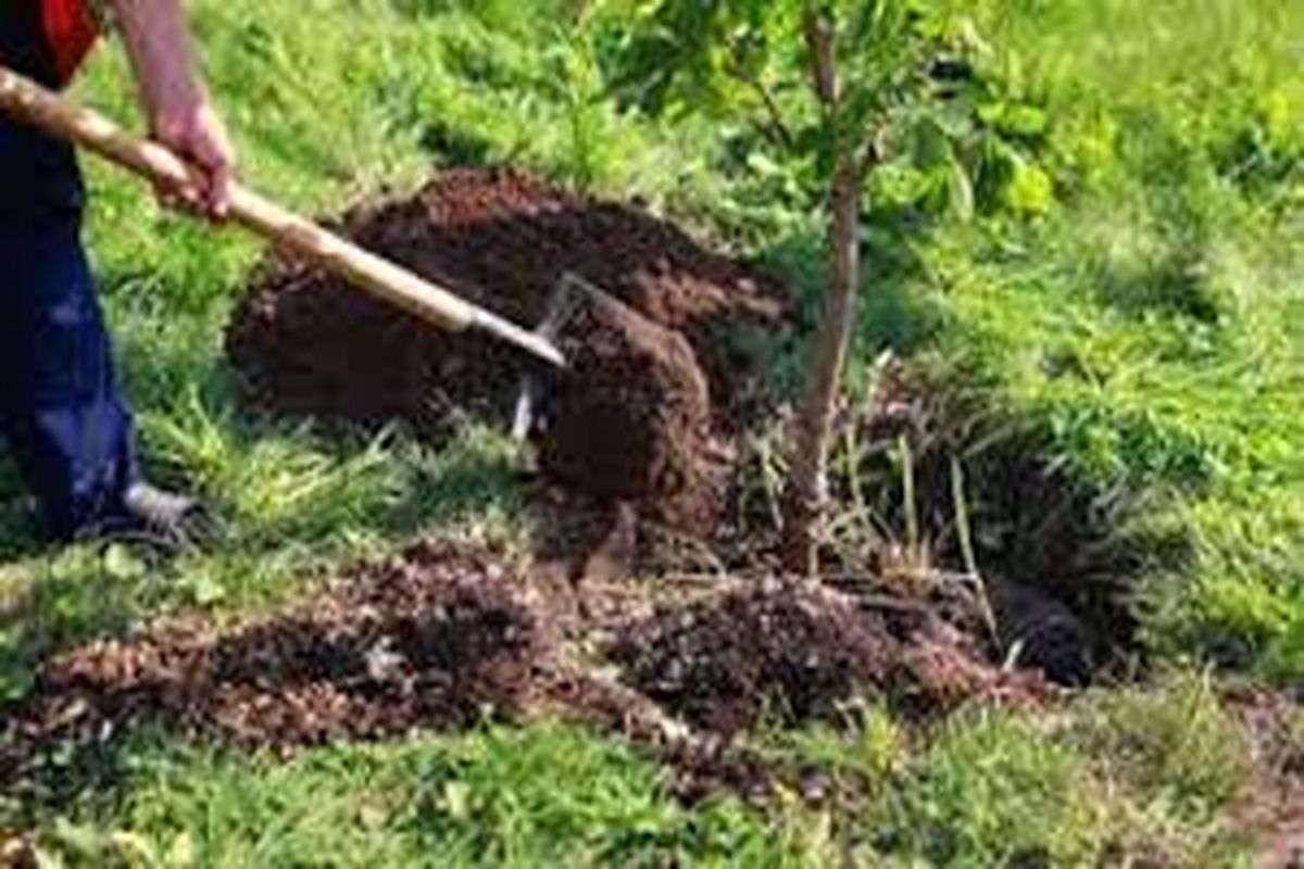 کاشت ۲۵۰۰ اصله نهال طی هفته منابع طبیعی در سطح شهرستان بستک