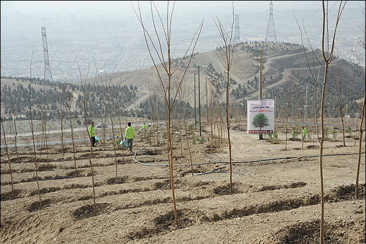 فعالان رسانه یزد ۲۰۰ اصله نهال در بوستان شهید گمنام کاشتند