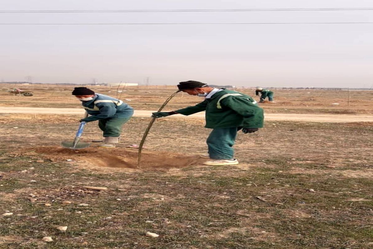 کاشت ۳۰۰ اصله نهال در کمربند سبز روستای قمصر