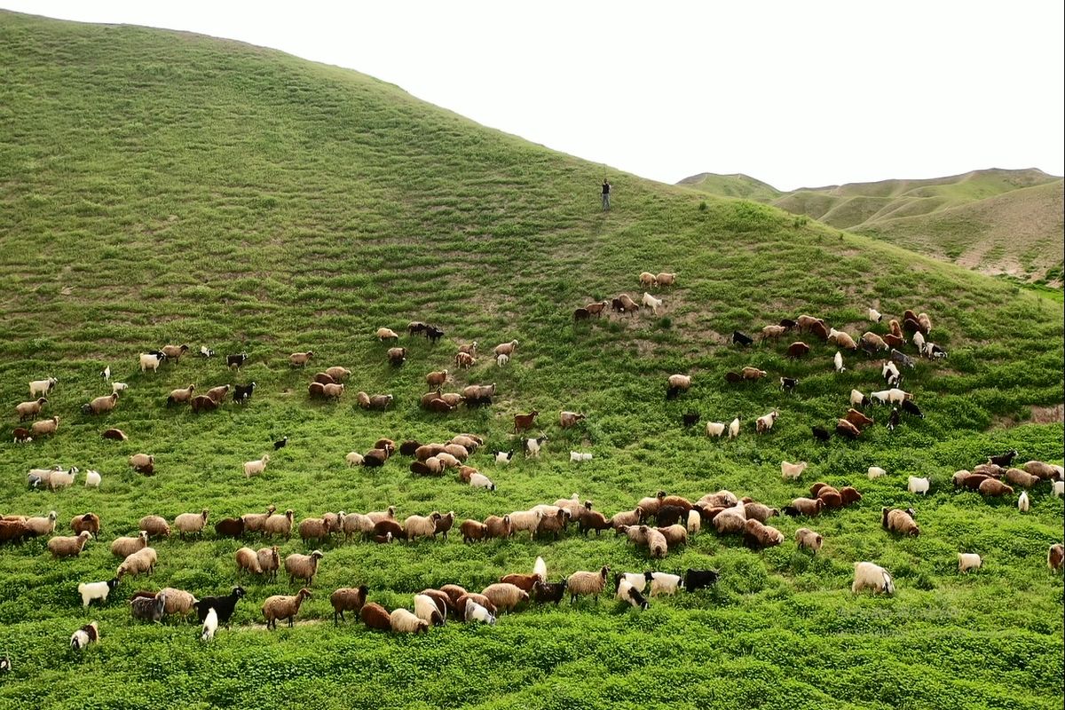 بازگشت نزدیک به ۸۰۰ هکتار مرتع به منابع طبیعی با حکم دادگاه