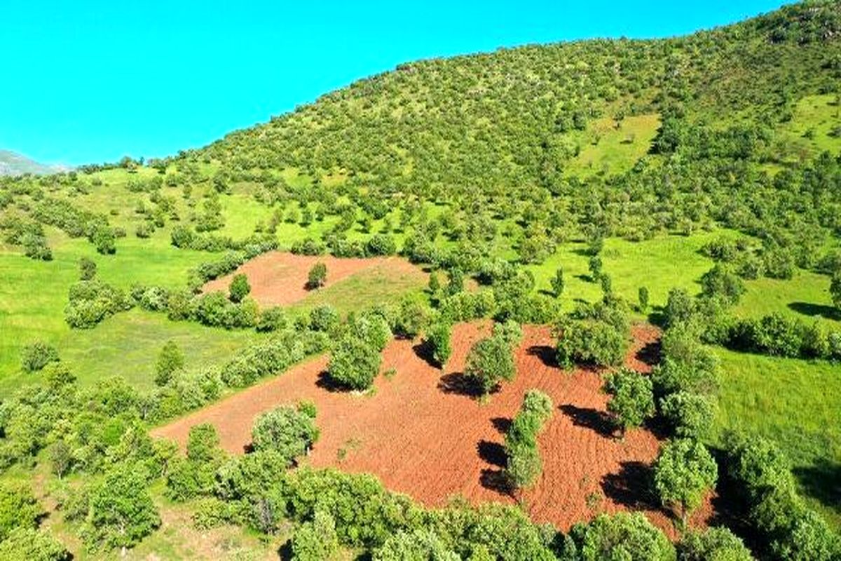 در برخورد با زمین خواری ۱۵ هکتار از اراضی منابع ملی به بیت المال برگشت