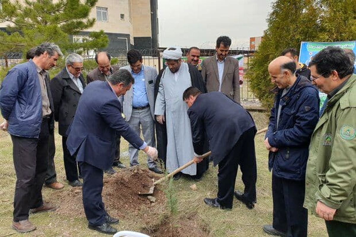 توزیع ۱۲۰ هزار اصله نهال در شهرستان نهاوند همزمان با روز درختکاری