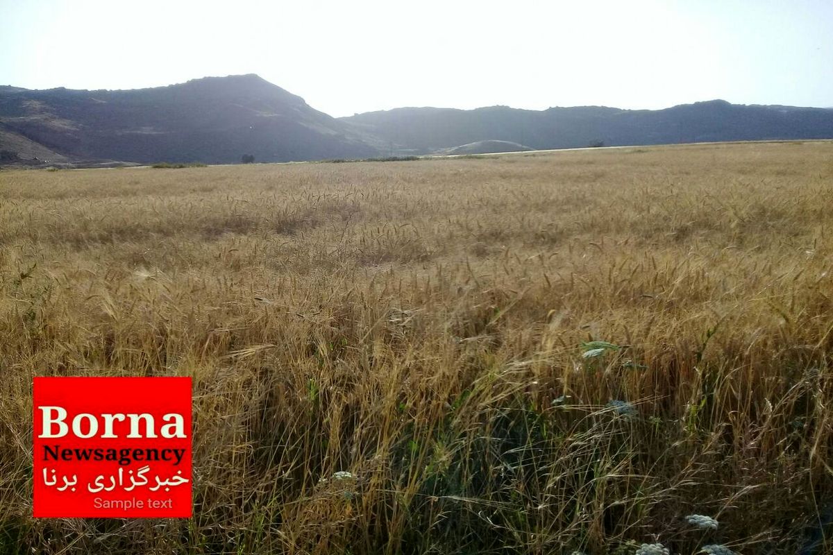 وارد شدن  ۸۰۰ میلیارد تومان به چرخه اقتصادی با خرید گندم در لرستان طی سال زراعی جاری