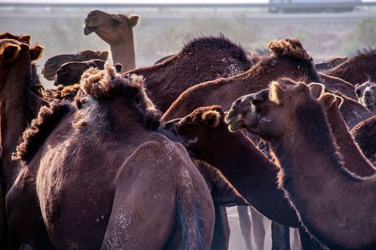 تصادف مرگبار پژو با شتر