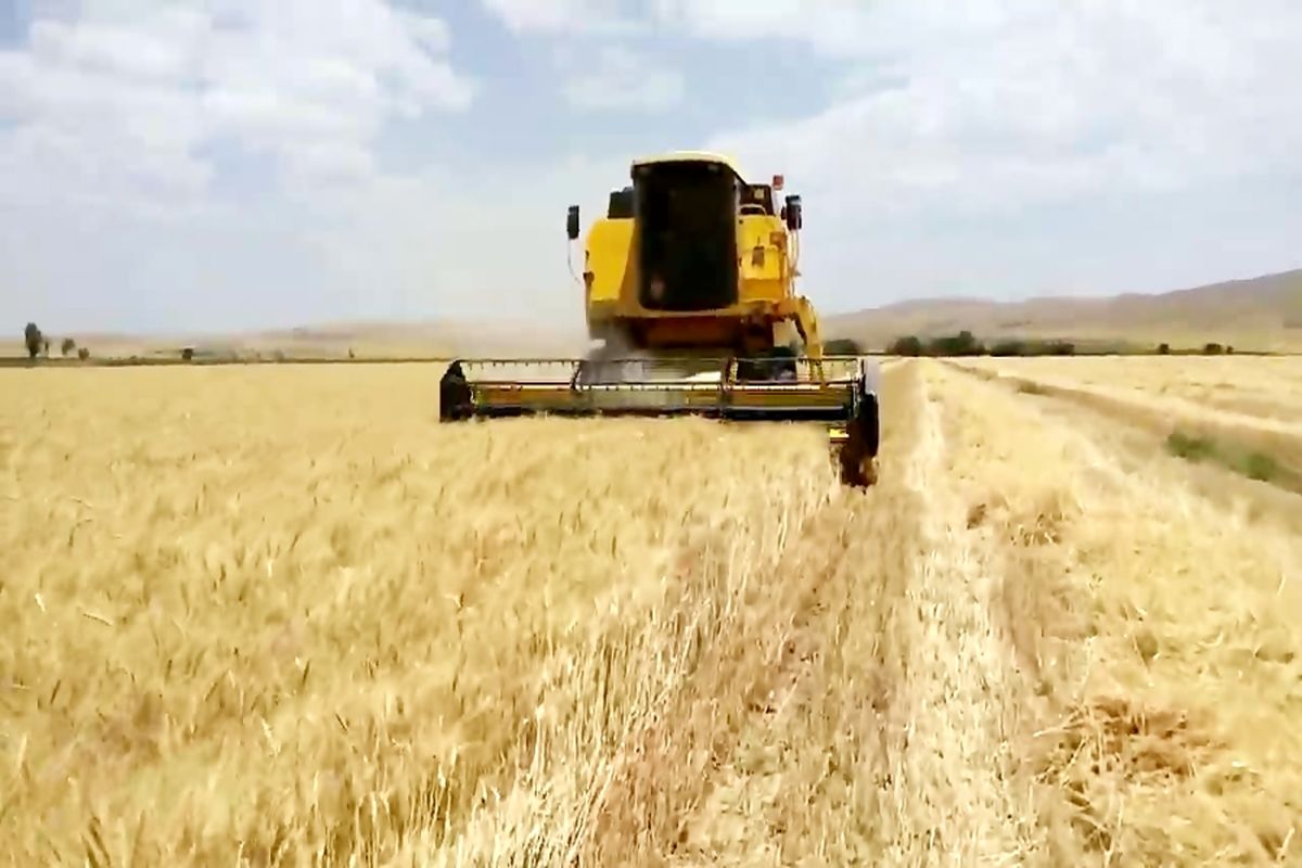 آغاز برداشت گندم در مزارع شهرستان چرداول