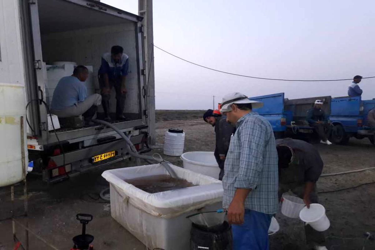 آغاز ذخیره سازی بچه میگو در مزارع گمیشان/ تولید میگو پس از پشت سر گذاشتن بحران بیماری لکه سفید