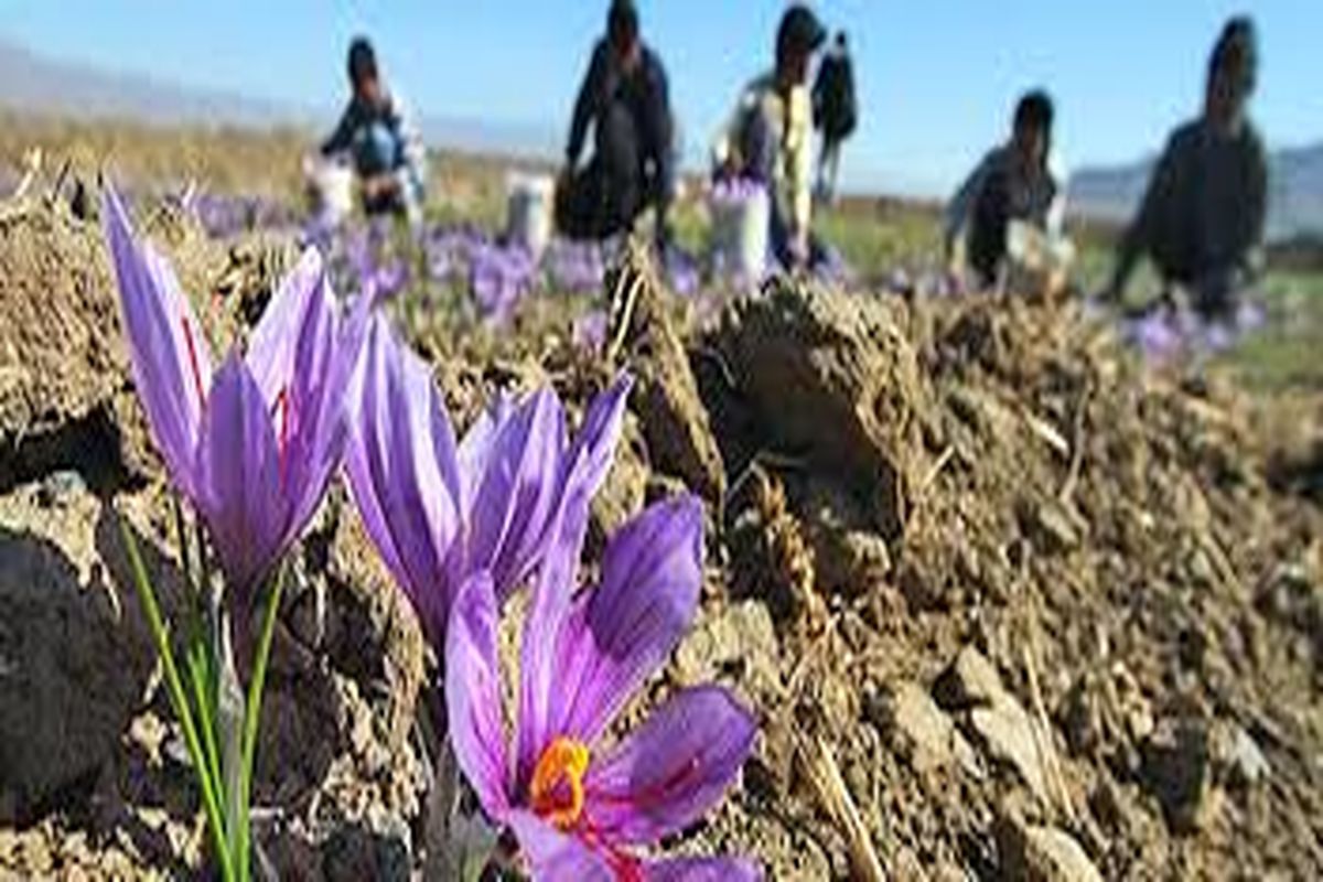 کشاورز مجبور است زعفران را با قیمتی که خریدار تعیین می‌کند، بفروشد