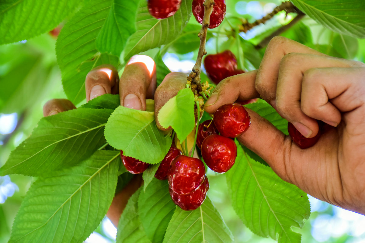 پیش بینی برداشت بیش از ۱۶ هزار تن گیلاس در آذربایجان غربی