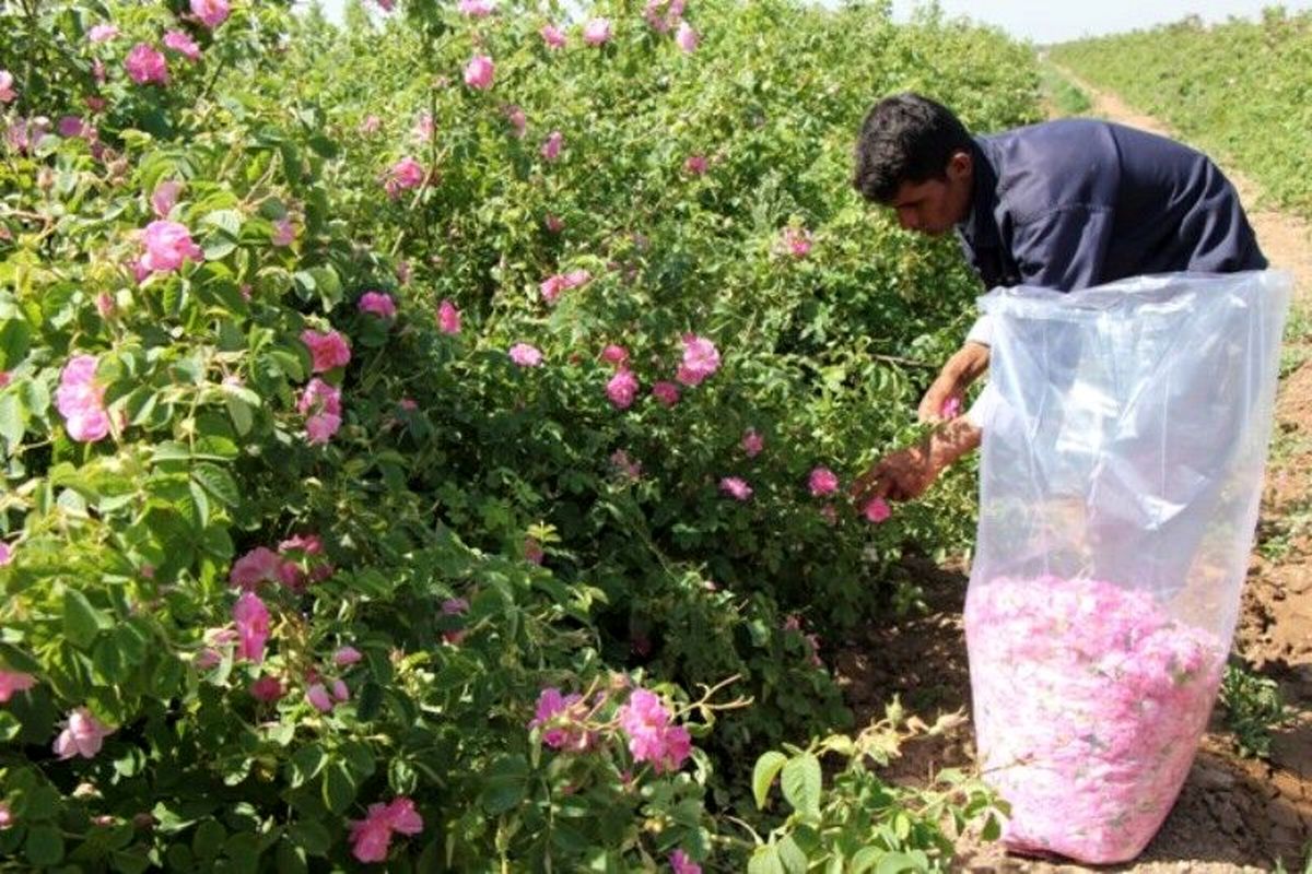 آغاز برداشت گل محمدی در آذربایجان غربی