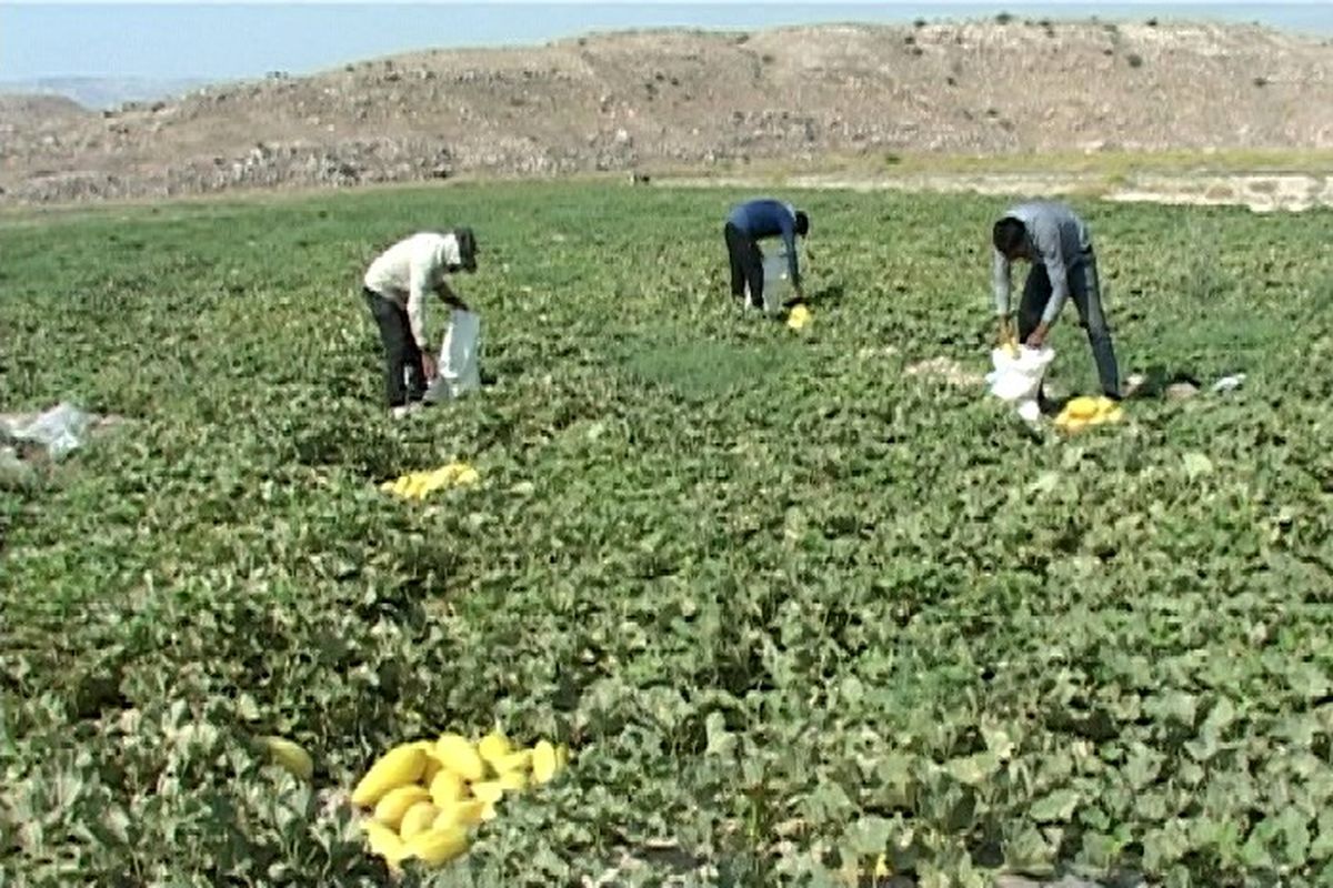 آغاز برداشت خربزه و هندوانه ارگانیک و پایان برداشت جو در مزارع شهرستان مهر