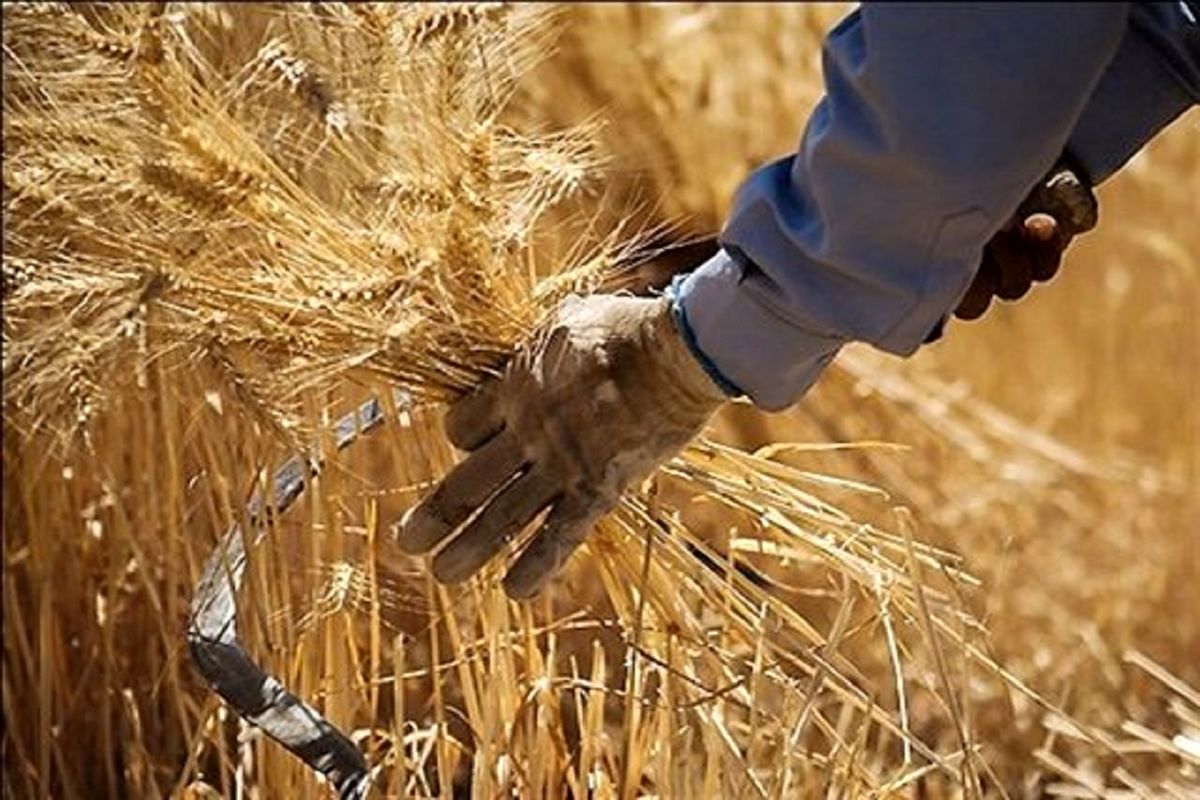 مطالبات گندمکاران در کمترین زمان ممکن پرداخت می‌شود