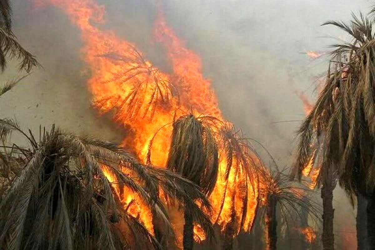 ۱۲۰ اصله نخل خرما در بخش بزمان طعمه حریق شد