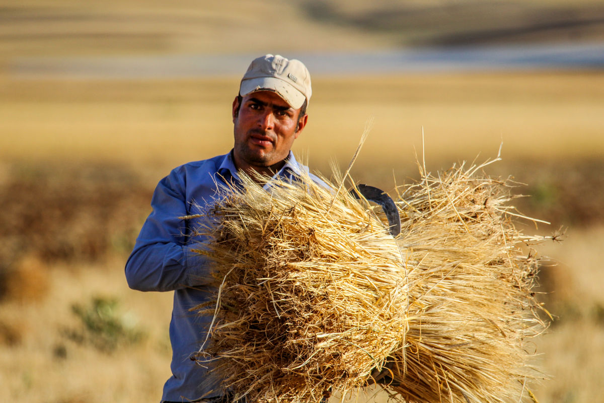 ۴ میلیون و ۸ هزار تن گندم خریداری شد