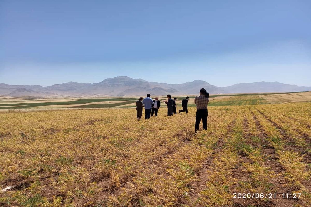 سطح زیر کشت حبوبات در استان بالغ بر ۱۲۰ هزار هکتار است / لرستان قطب تولید حبوبات در کشور