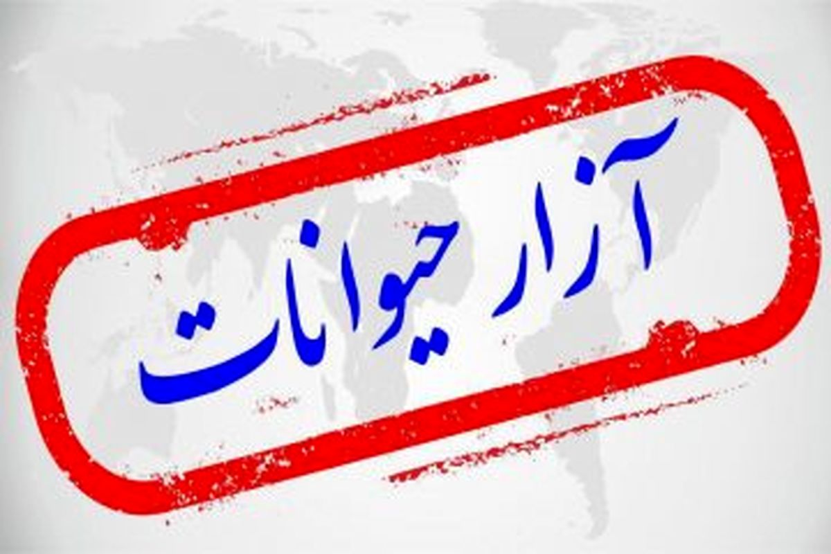 شناسایی عامل حیوان آزاری در بندرانزلی