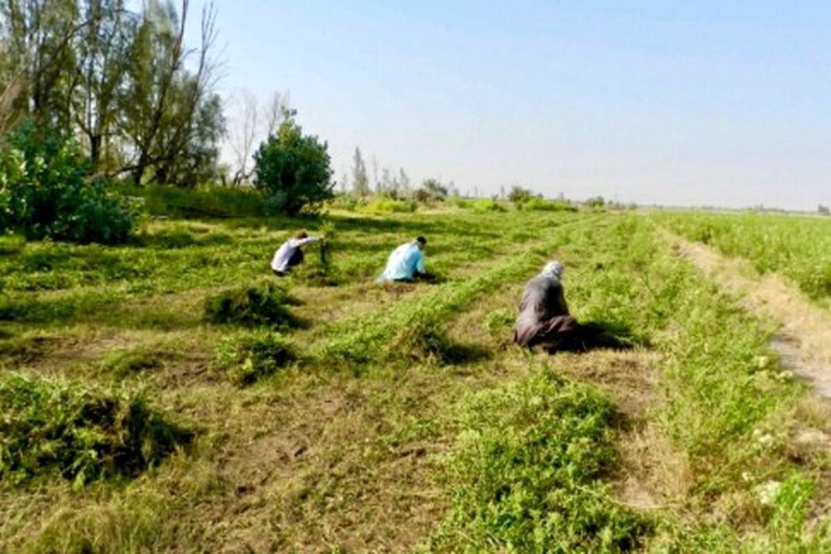 برداشت افزون بر پنج هزار تن حنا در شهرستان دلگان/ زمینه اشتغال هزار و ۵۰۰ نفر فراهم شد