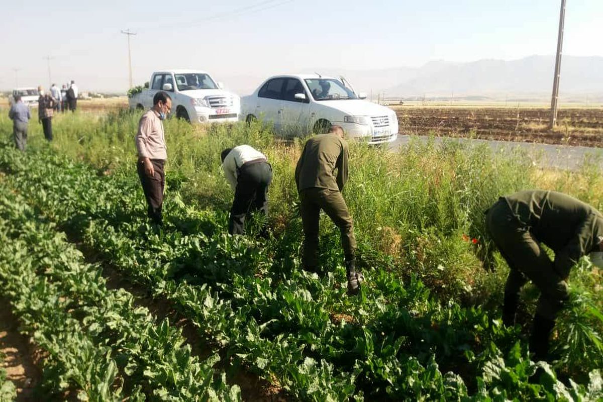 انهدام ۲ هکتار کشت شاهدانه در بخش گیان نهاوند