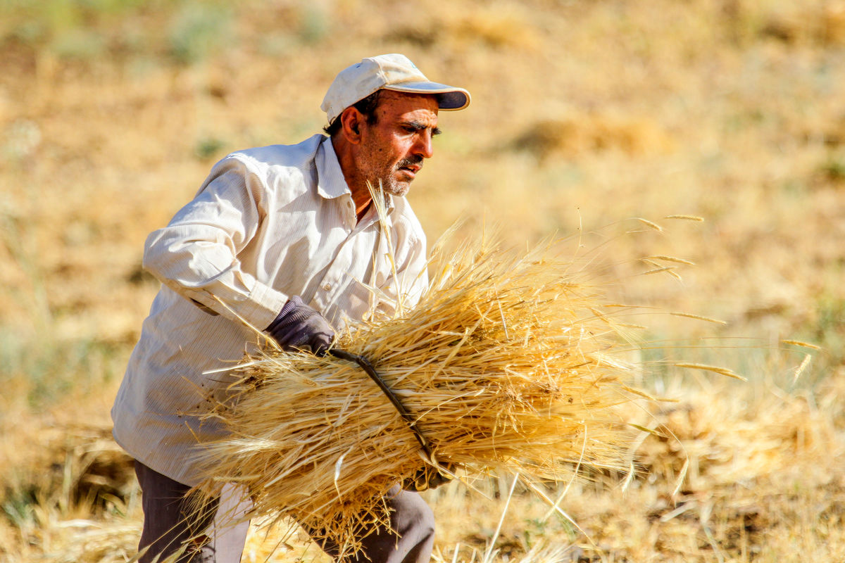 تسویه ۸۳ درصدی با گندم‌کاران انجام شد