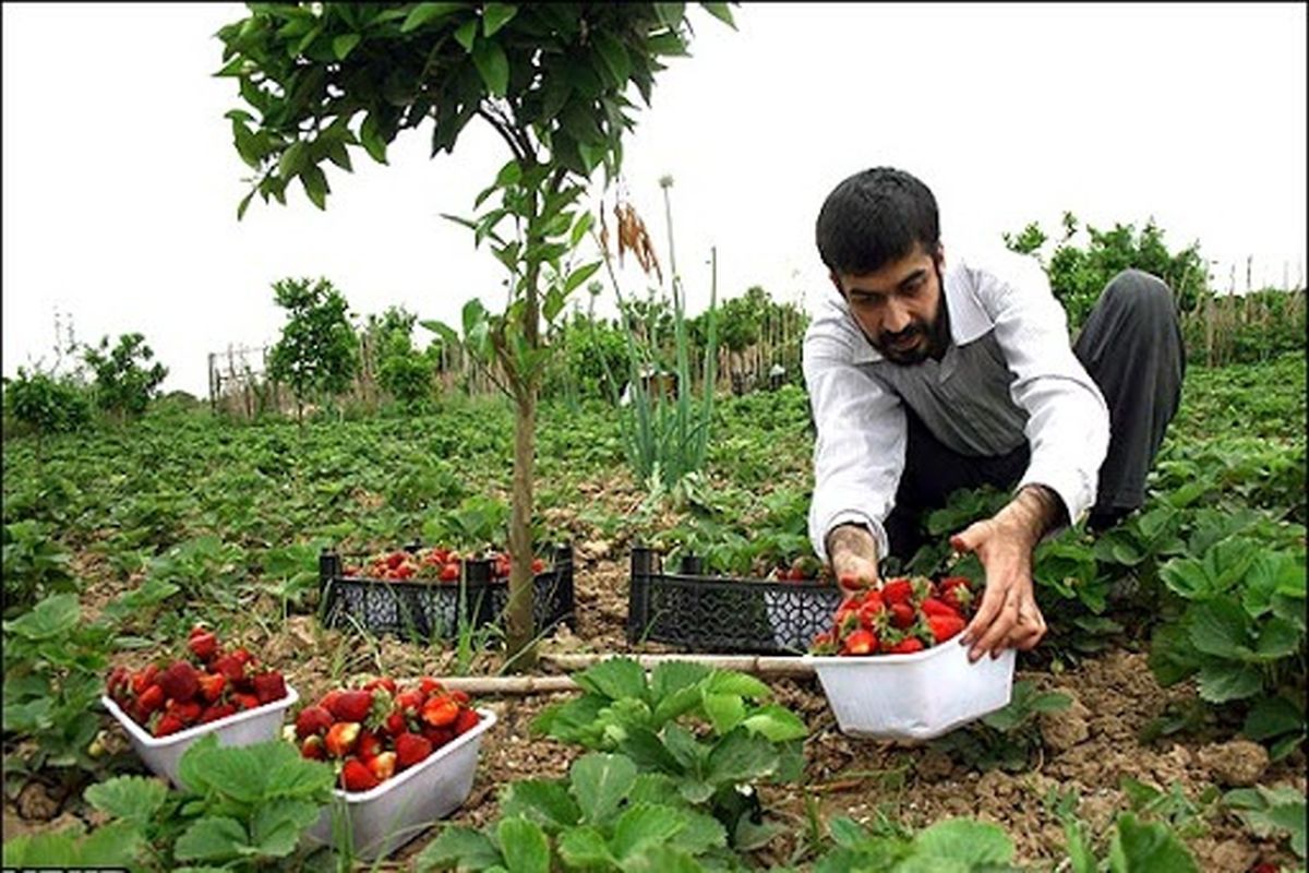 مرحله پنجم پرداخت تسهیلات اشتغال روستایی در البرز آغاز شد/معرفی بانک های عامل