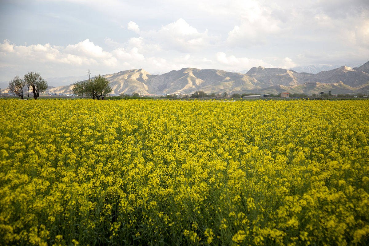 خریداری بیش از پنج هزار تُن کلزا در آذربایجان‌غربی