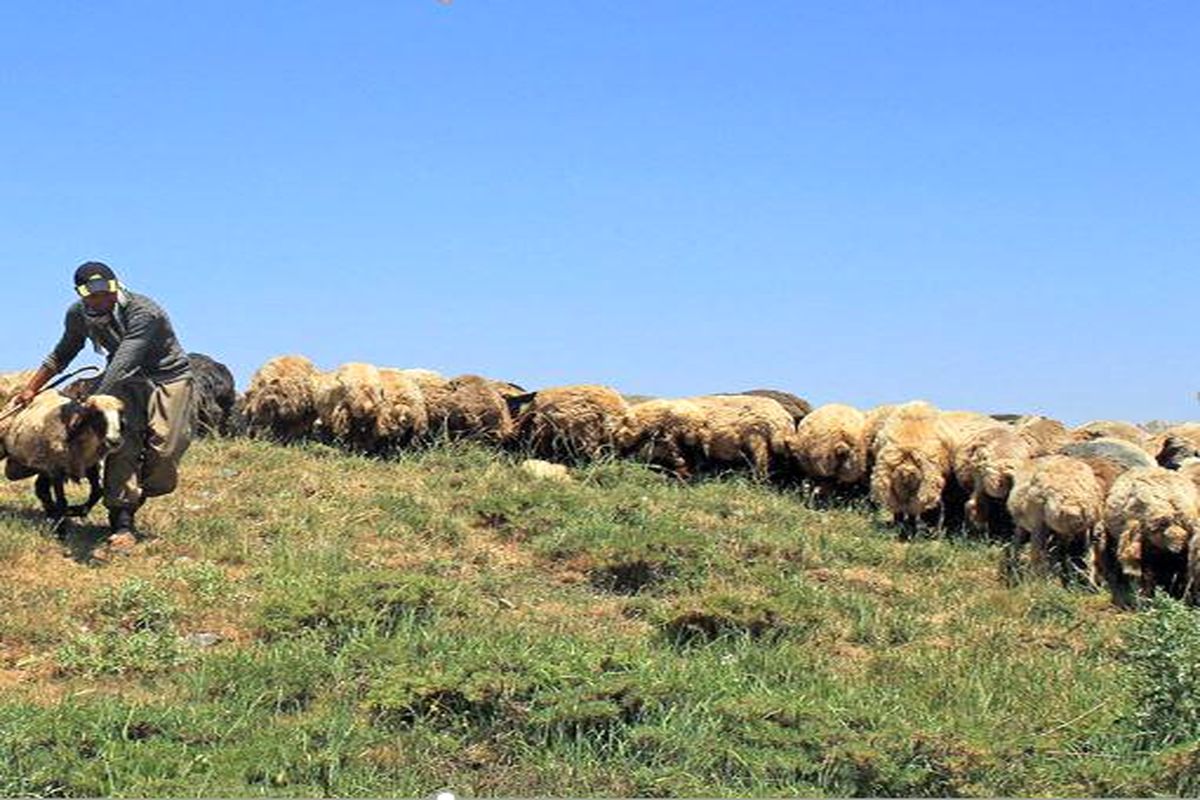 واگذاری مدیریت ۱۷ هزار و ۵۳۱ هکتار مراتع خراسان شمالی به بهره‌برداران