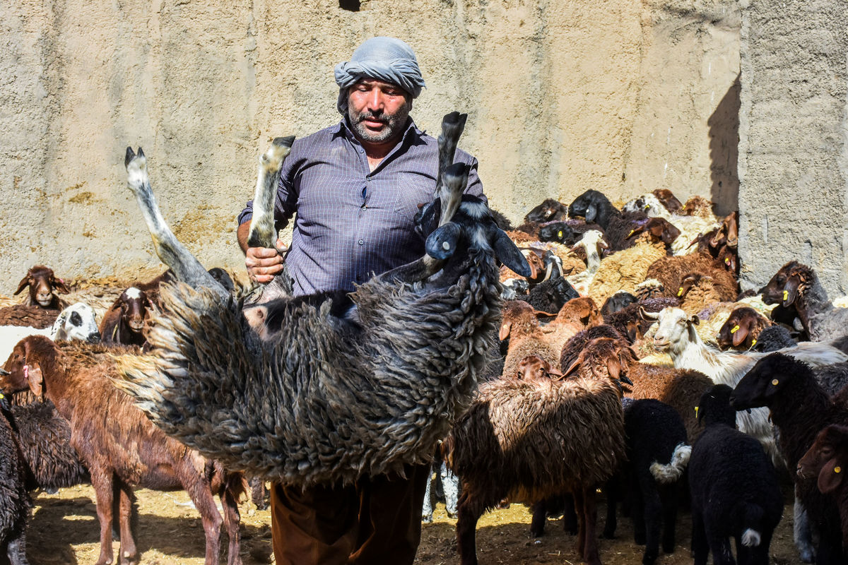 سفارش عرضه دام زنده به صورت تلفنی مهیا شد