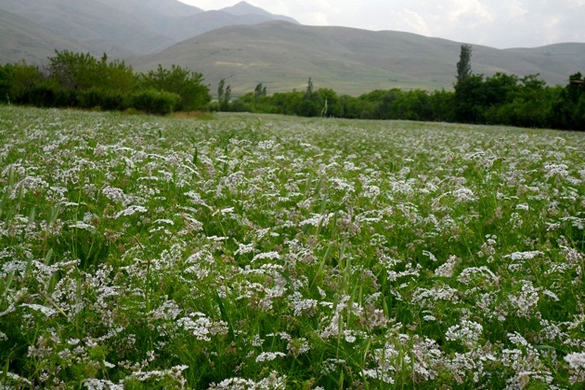 ۵ محصول بومی همدان صاحب استاندارد ملی می‌شود