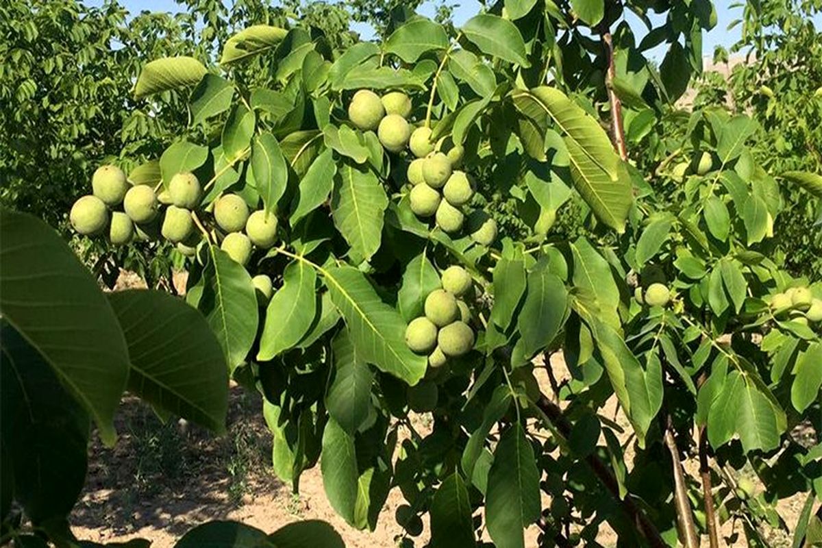 آغاز برداشت گردو از باغات آذربایجان‌غربی