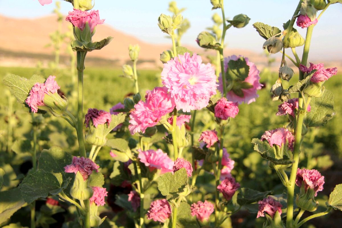 نزدیک به ۲ هزار گونه گیاهی در  لرستان وجود دارد