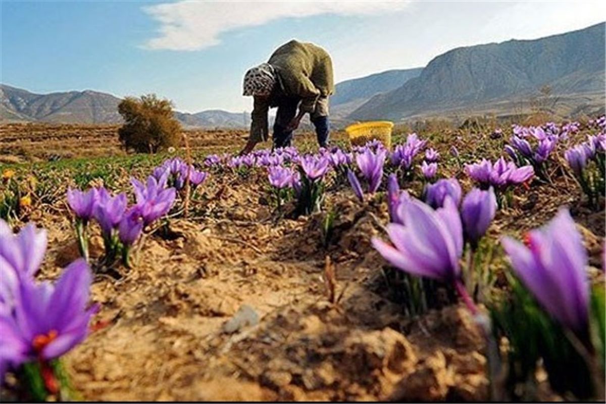 پرداخت تسهیلات ۵۰۰ میلیارد تومانی بانک کشاورزی به صادر کنندگان زعفران