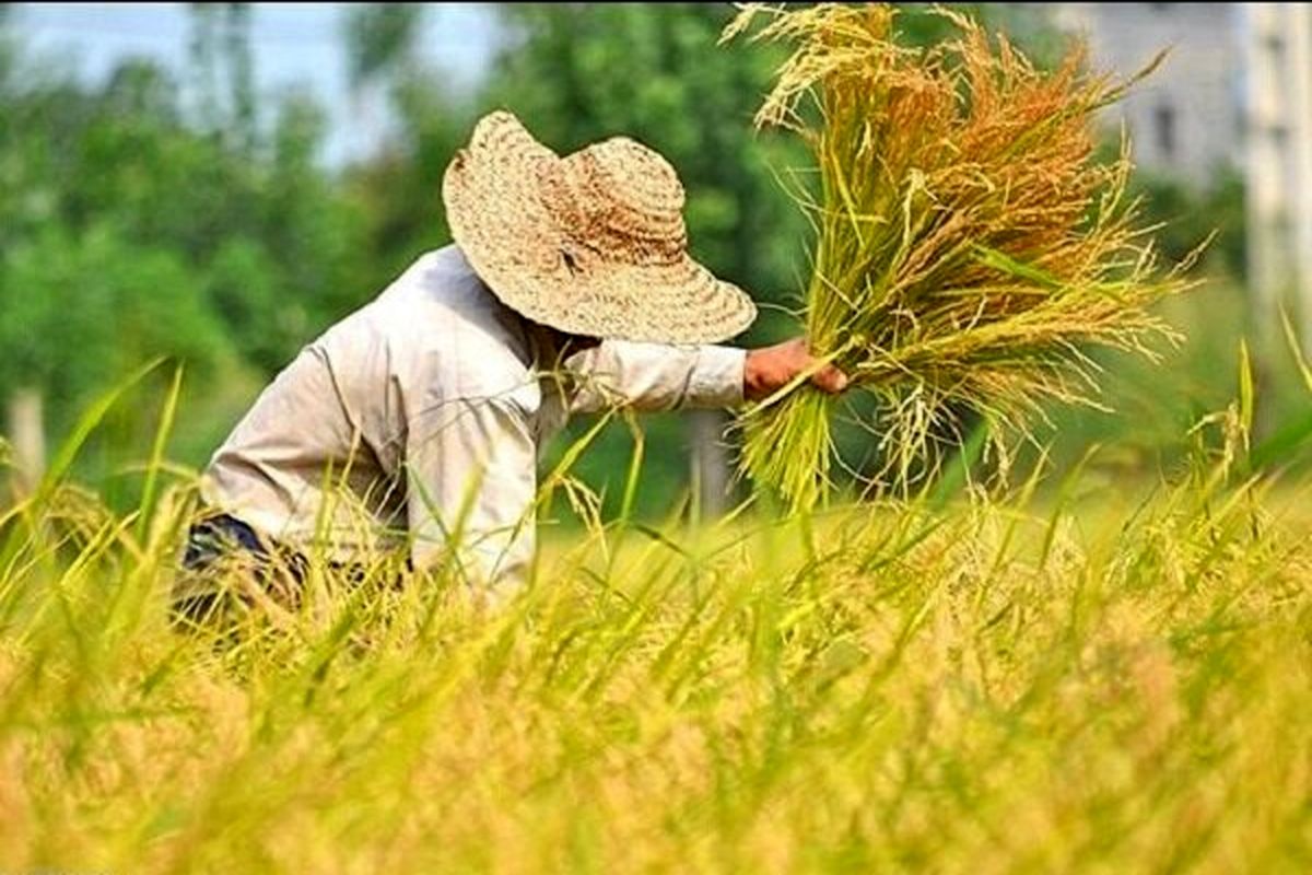 افزایش ۲۵ درصد برداشت برنج در کهگیلویه و بویراحمد