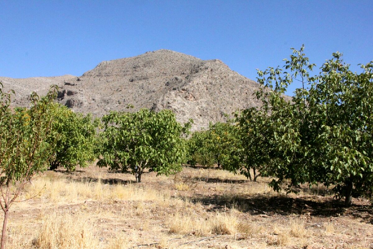 سطح ۱۳ هزار و ۲۰۰ هکتاری باغات گردو در لرستان