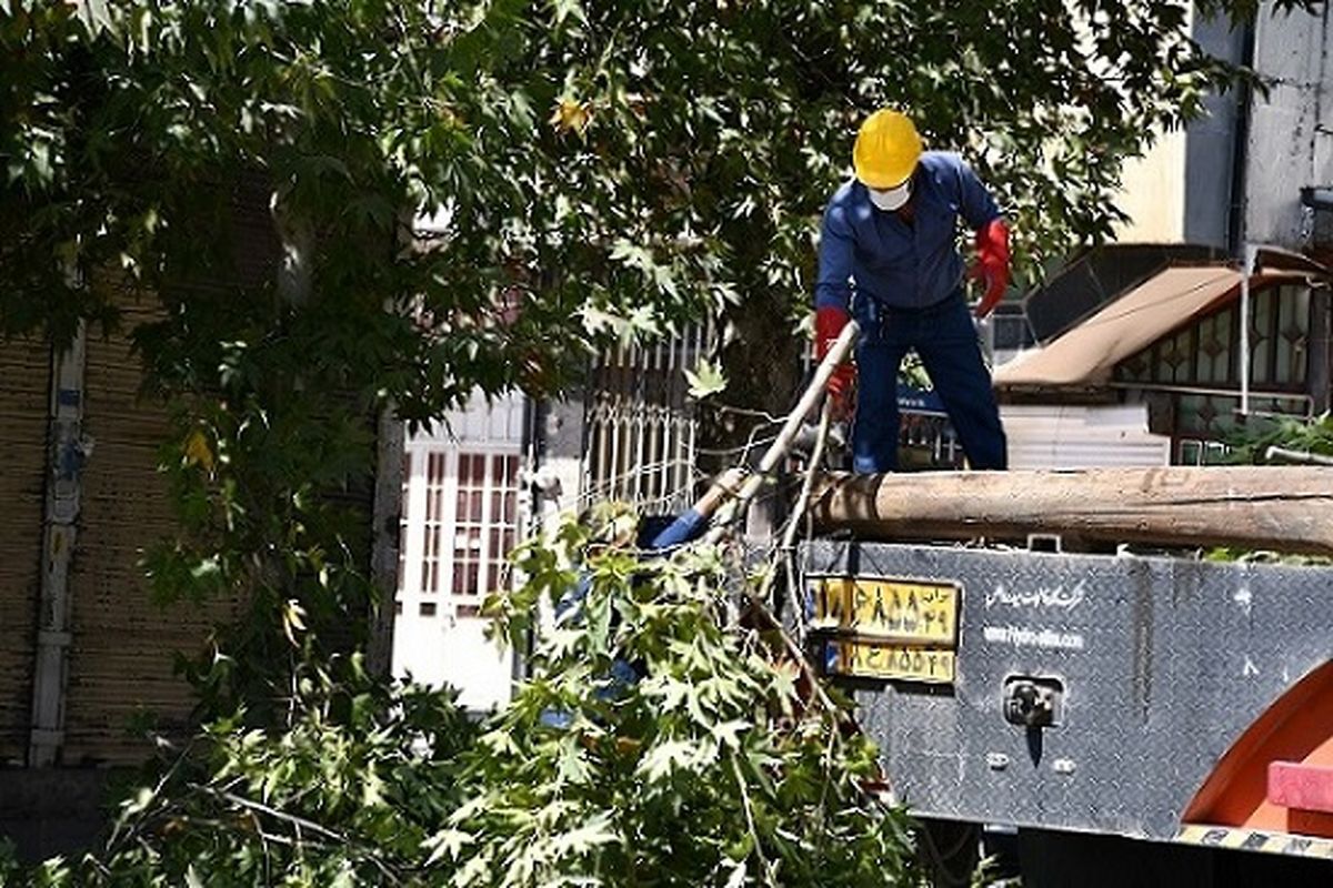 اجرای مانور جهادی در شهرستان های ۹ گانه استان/ شاخه زنی بیش از ۱۰۰ کیلومتر شاخه های مزاحم درختان بر روی شبکه های برق